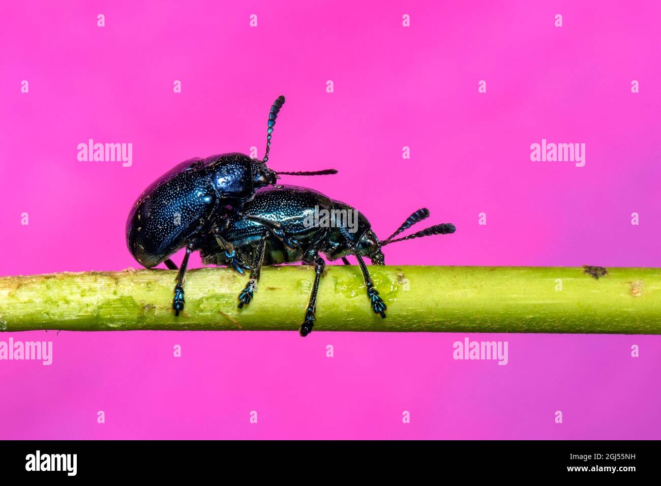 Immagine del coleottero blu (Chrysochus pulcher) che si accoppia sui rami su sfondo rosa. Insetto. Animale. Foto Stock