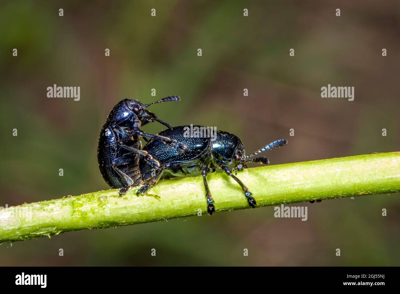 Immagine del coleottero blu (Chrysochus pulcher) si accoppiano sui rami su sfondo naturale. Insetto. Animale. Foto Stock
