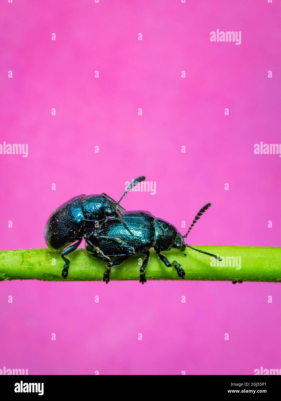Immagine del coleottero blu (Chrysochus pulcher) che si accoppia sui rami su sfondo rosa. Insetto. Animale. Foto Stock