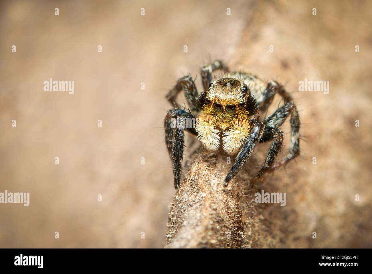 Immagine dei ragni di salto (Salticidae) su sfondo naturale., Insect. Animale. Foto Stock