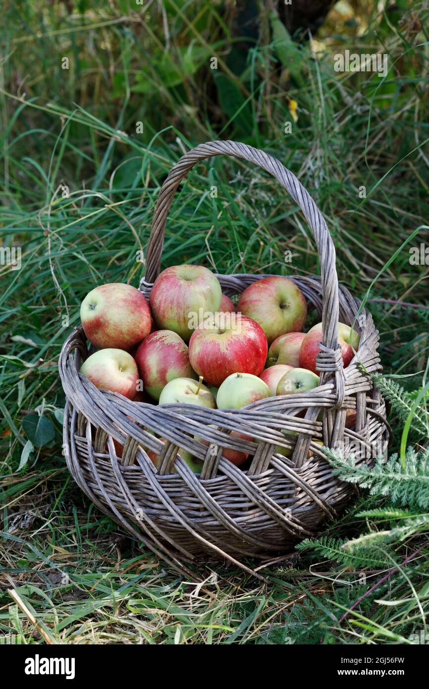 Malus domestica. Raccolta di mele in un giardino inglese. Foto Stock