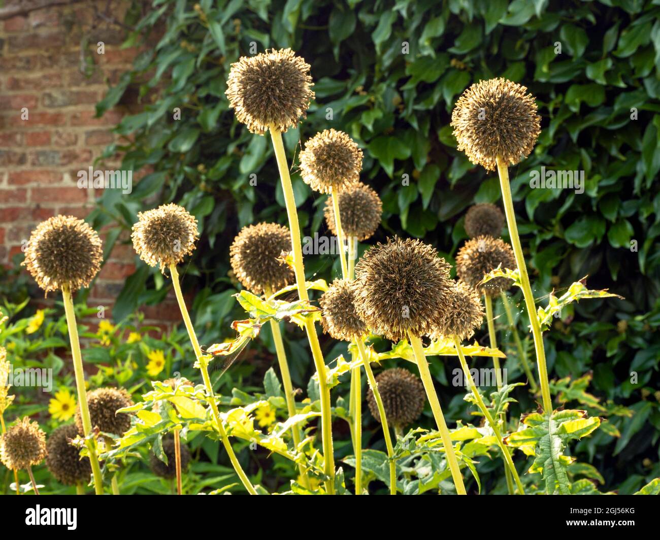 Completato il globo meridionale Thistle fiori in luce solare dorata Foto Stock