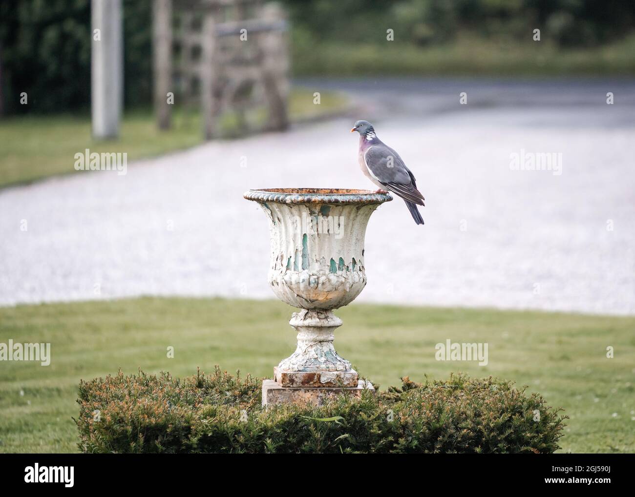 Pigeon sedette su un antico piantatore di fiori in un fienile d'epoca con un lungo vialetto di ghiaia dietro Foto Stock