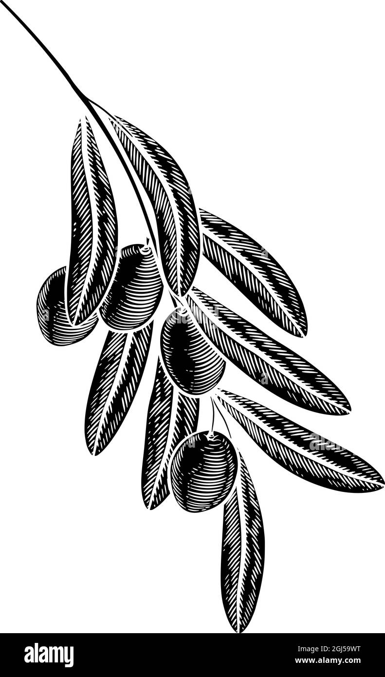 Olive Branch Illustrazione Woodcut disegno Illustrazione Vettoriale