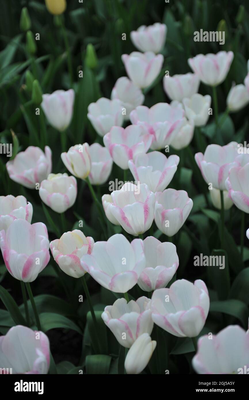 Bianco con bordi rosa tulipani di Trionfo (Tulipa) Graceland fiorisce in un giardino nel mese di aprile Foto Stock