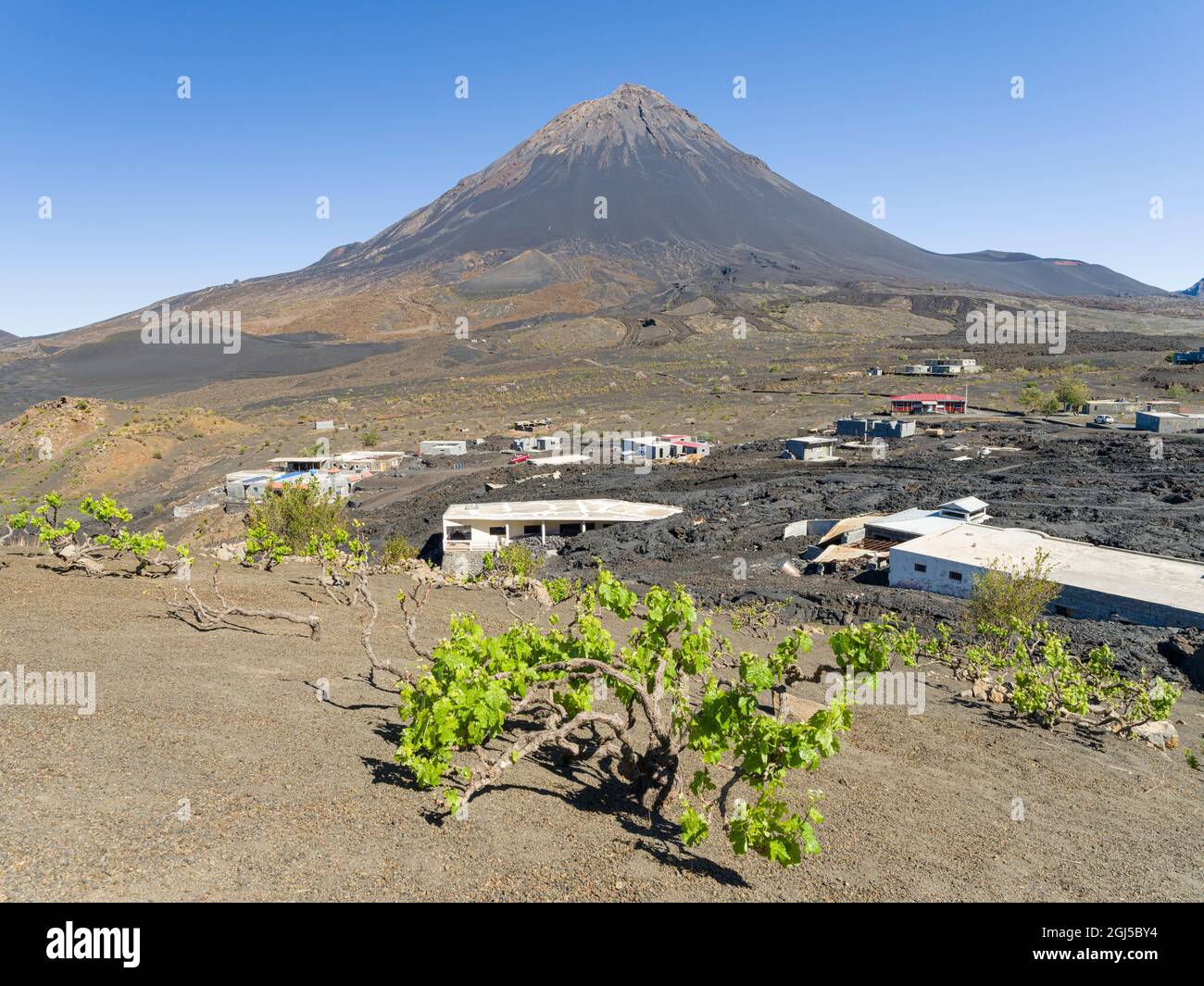 Viticoltura tradizionale vicino al villaggio Portela nel Cha de Caldeiras,. Stratovulcano Monte Pico do Fogo. Isola di Fogo (Ilha do Fogo), parte di Capo Verd Foto Stock