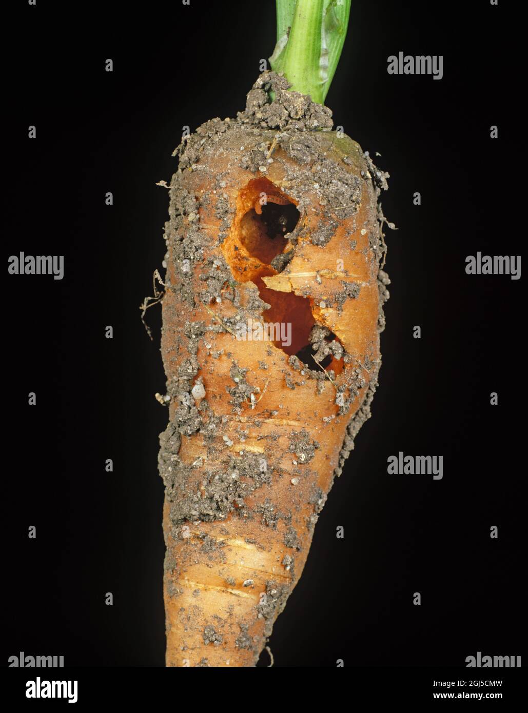 Millepede di serpente macchiato (Blaniulus guttulatus) e foro del condotto di danno in una radice di rubinetto della carota Foto Stock