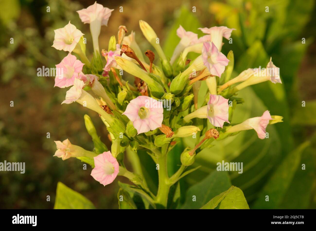 Piante di tabacco in fiore su sfondo campo di tabacco. Foto Stock