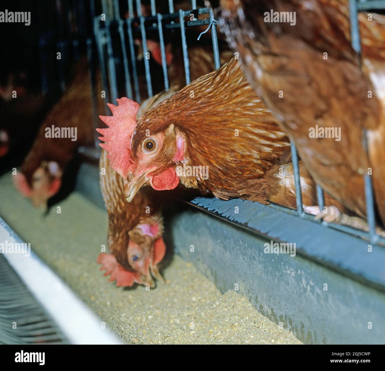 Galline batteria (isa marrone) uova che posano polli in gabbie confinate con una certa perdita di piuma, mostra l'accesso a mangiando trogolo Foto Stock