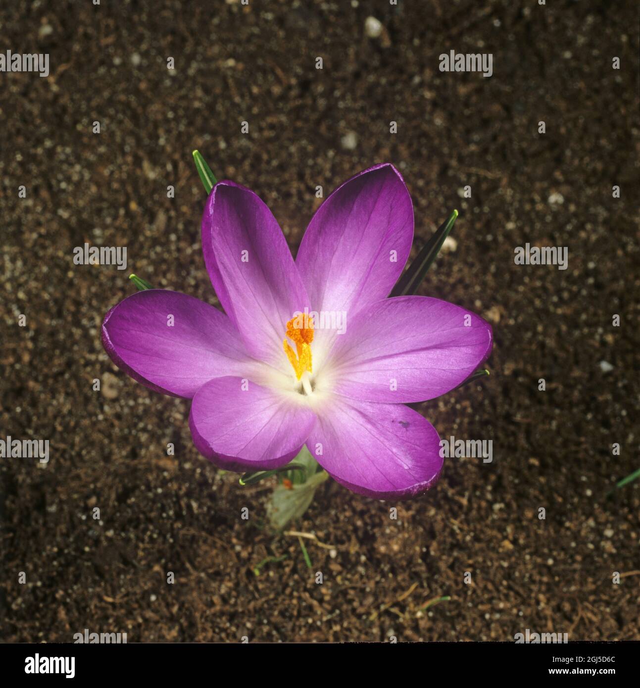 Quinto in una serie di fotografie che mostrano il germoglio di un crocus (Crocus sp.) fiore apertura - suolo sfondo Foto Stock