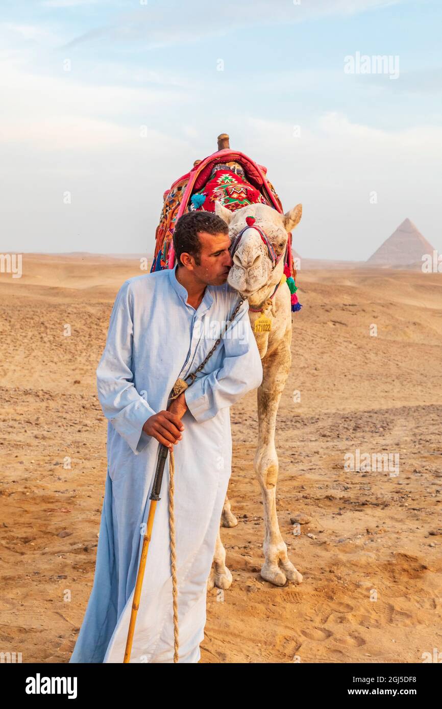 Africa, Egitto, Cairo. Altopiano di Giza. 3 ottobre 2018. Cammello con cammello vicino alle piramidi di Giza. (Solo per uso editoriale) Foto Stock