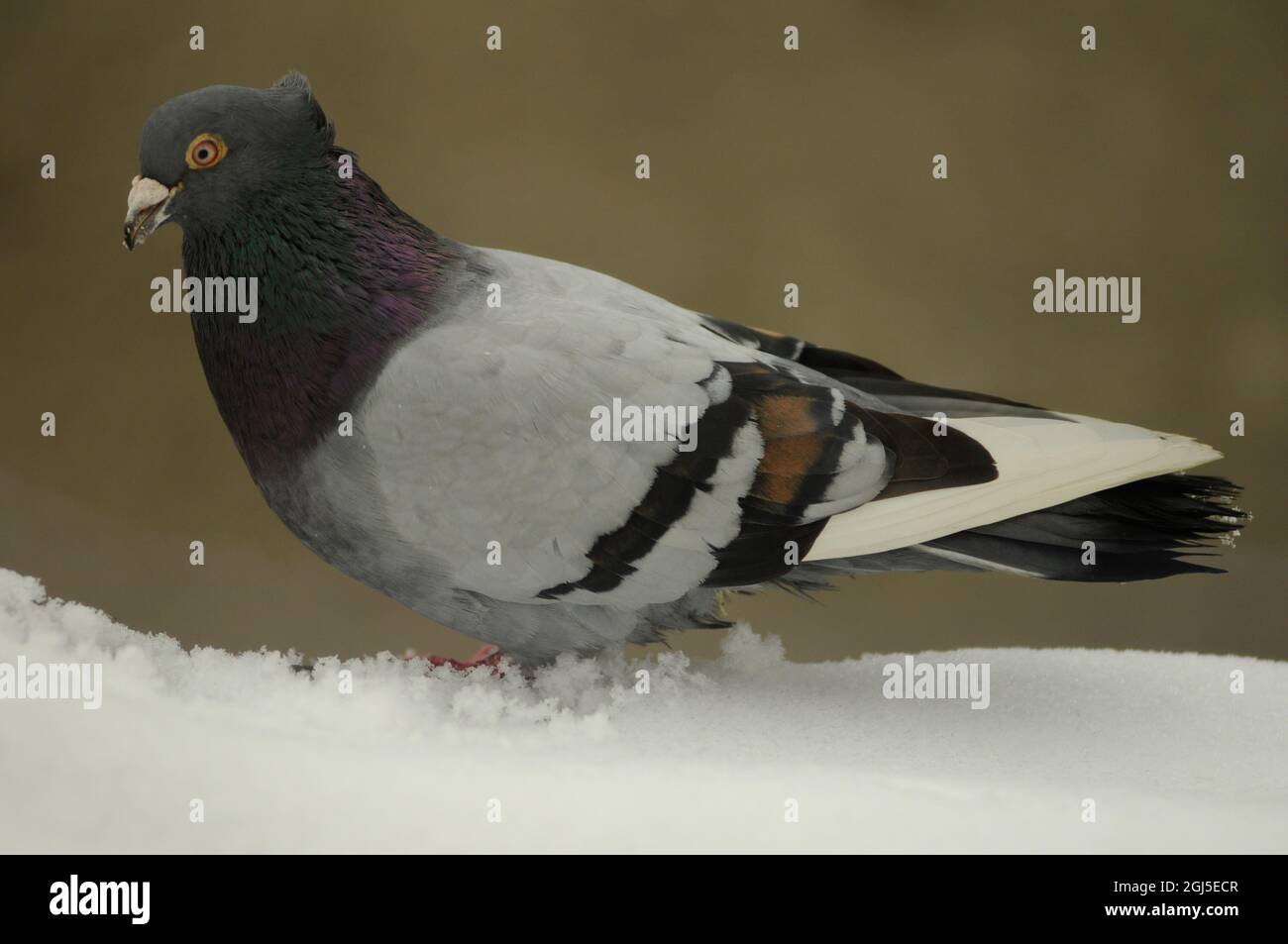 La colomba di roccia, piccione di roccia, pieno corpo di velocità da corsa piccione in inverno. Foto Stock