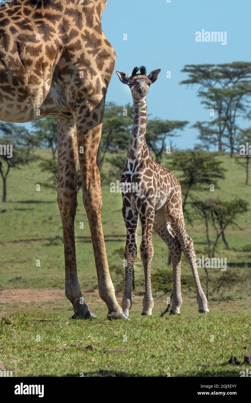 Kenya, Kenya, Masai Mara Conservancy. Gruppo di giraffe per adulti. Primo piano di madre e giraffa neonato. Foto Stock
