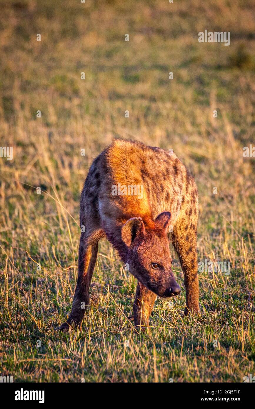 Un'iena macchiata, dopo aver nutrito tutta la notte una carcassa, rivela un volto sanguinoso alla luce del mattino presto. Kenya. Foto Stock