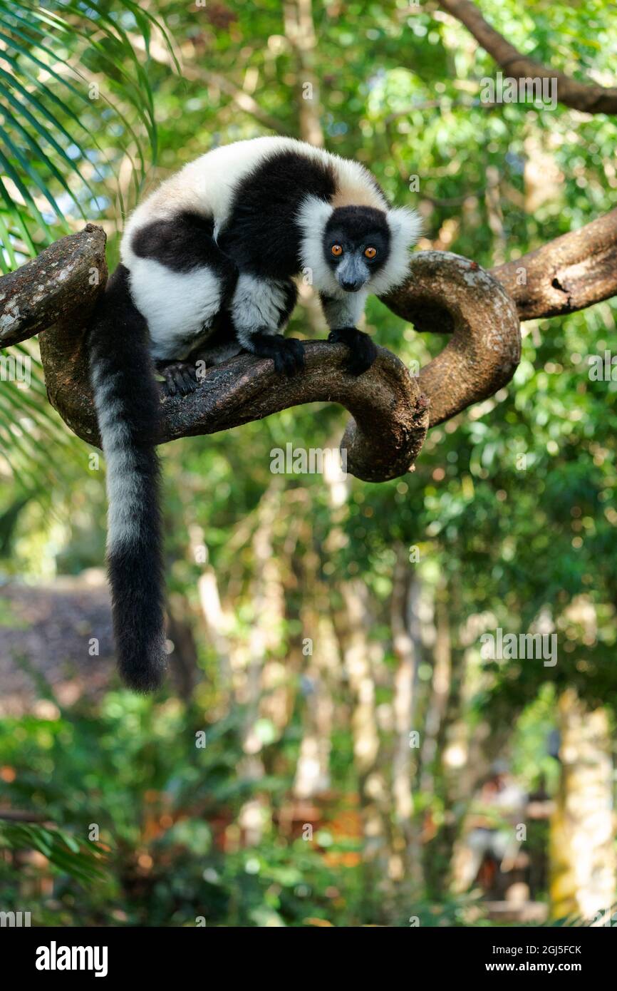 Africa, Madagascar, Lago Ampitabe, riserva di Nosy Akanin'ny. Un lemure in bianco e nero ruffed è curioso e guarda tutto. Foto Stock