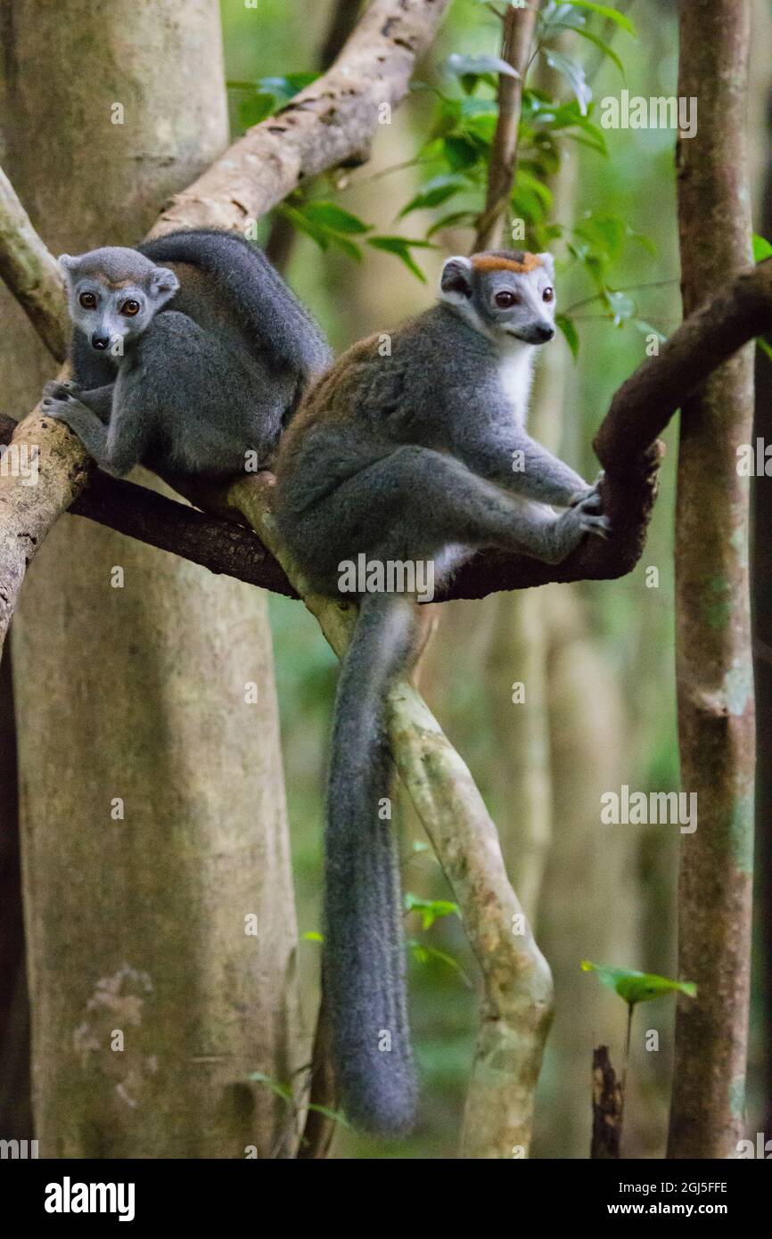 Madagascar, Ankarana, Ankarana Reserve. Lemuri incoronati. Avvolgono le code intorno a se stessi nell'aria fresca del mattino. Foto Stock