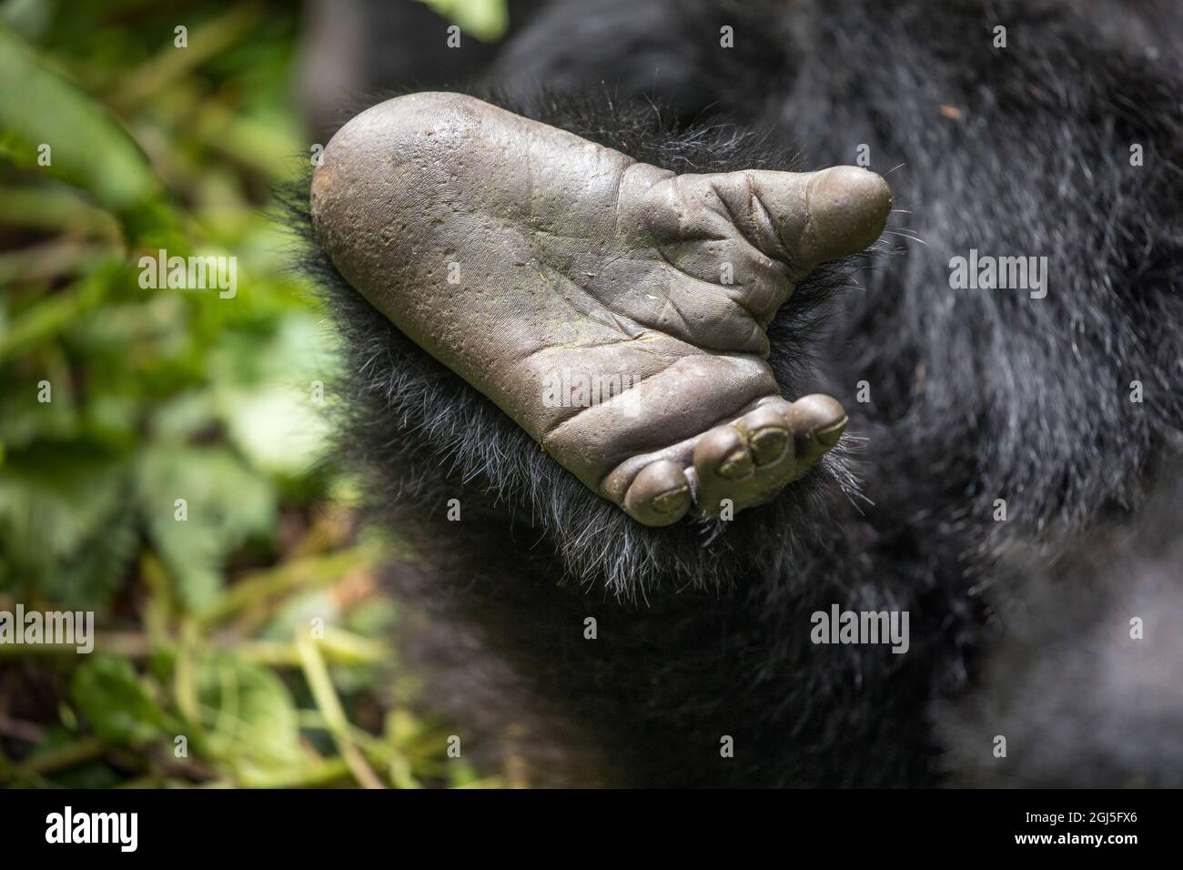 Africa, Ruanda, Parco Nazionale dei Vulcani, primo piano di riposo dei piedi del Monte Gorilla (Gorilla beringei beringei) nella foresta pluviale dei Monti Virunga Foto Stock