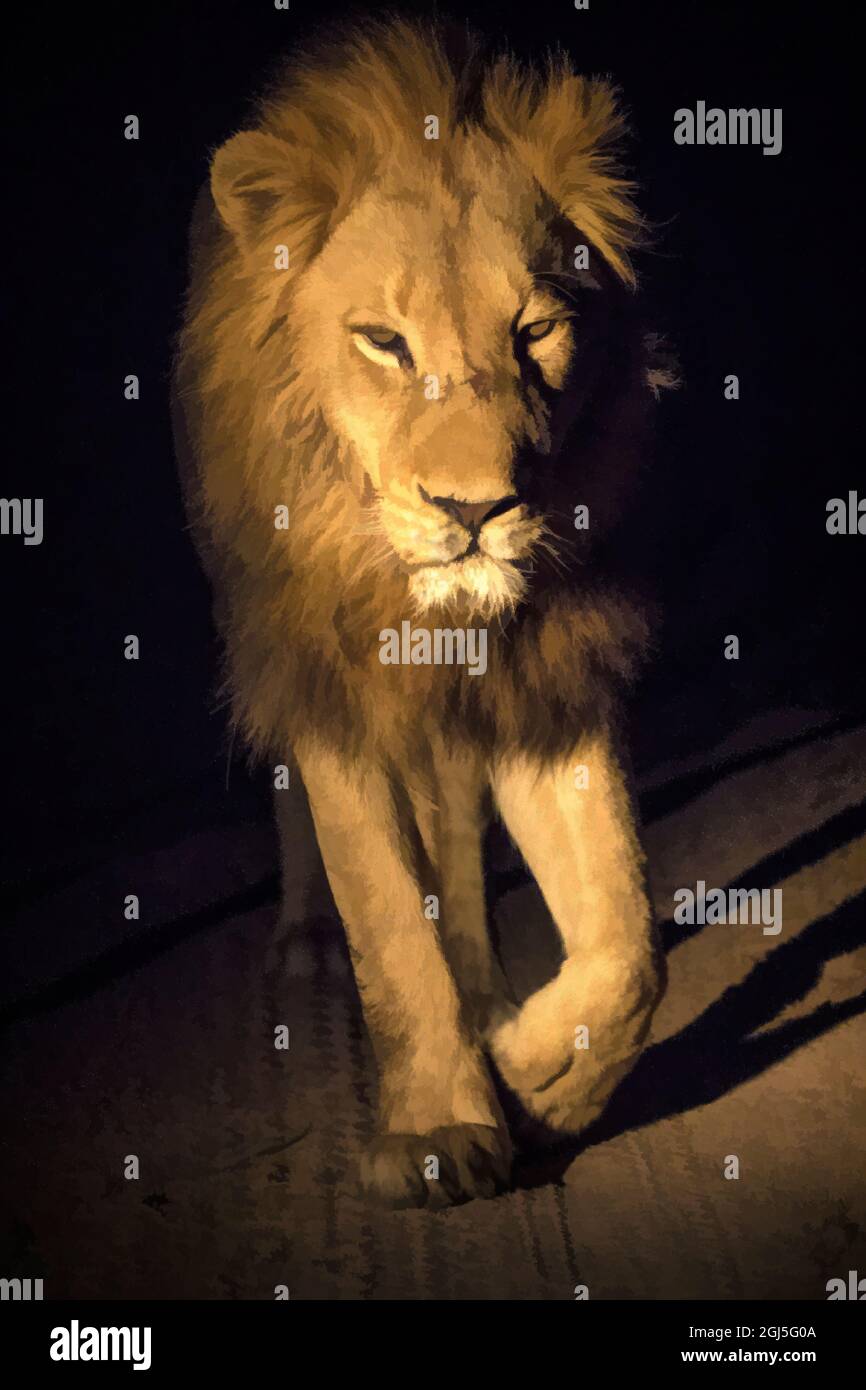 Sud Africa, riserva privata Sabi Sabi. Abstract di maschio leone camminare. Foto Stock