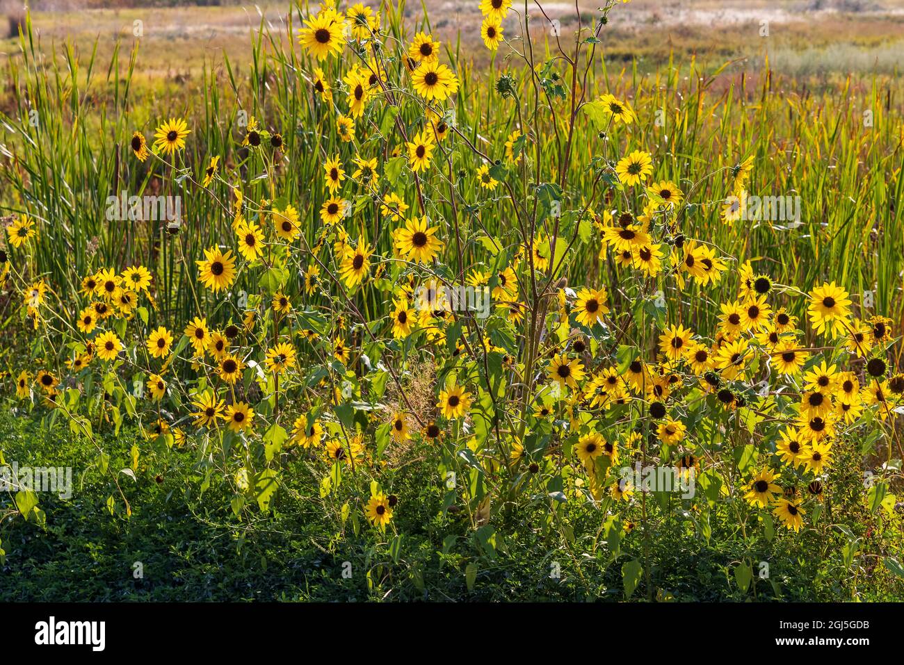 Si tratta di una mostra di luminosi e retroilluminati Prairie Sunflowers (Helianthus petiolaris) lungo la strada di ingresso alla Farmington Bay Waterfowl Management Area, Foto Stock