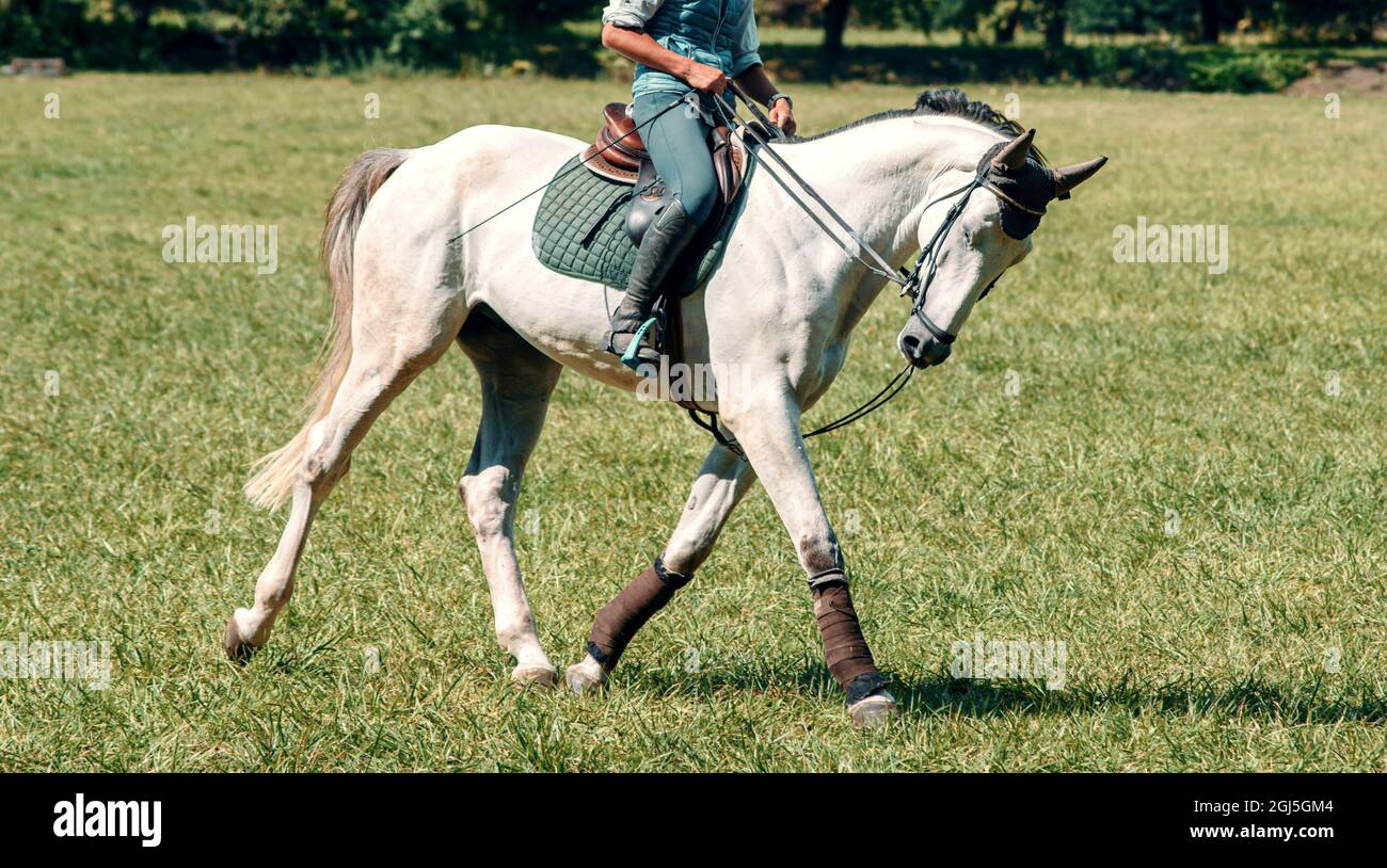 Cavaliere sul cavallo da dressage sul campo verde il giorno di sole. Sport equestre. Vista laterale Foto Stock