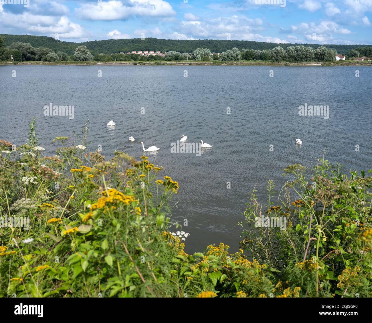 cigni bianchi nel fiume senna da qualche parte tra rouen e le havre Foto Stock