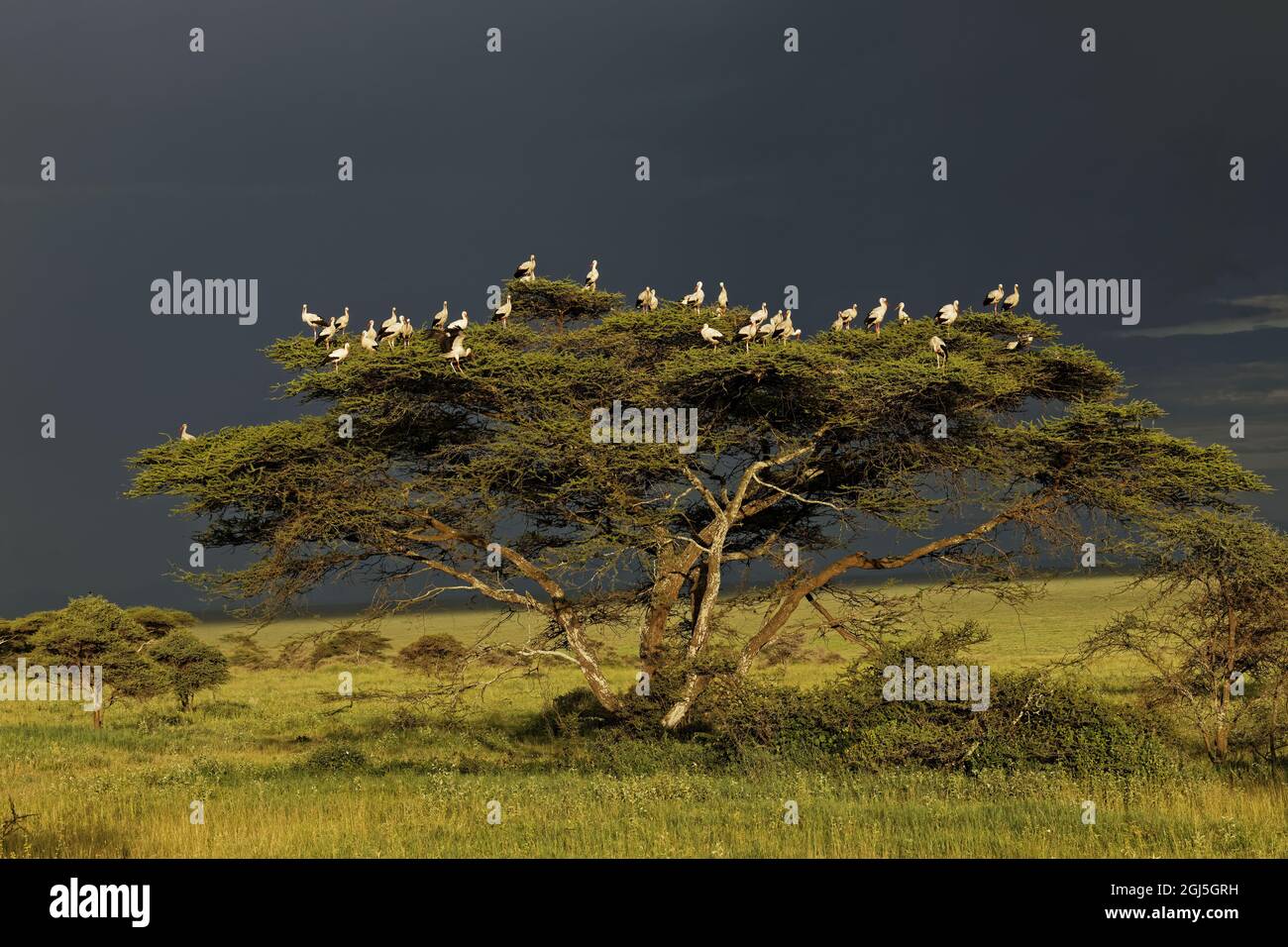 Cicogne bianche in alberi e nuvole scure, cicogna europea, Parco Nazionale Serengeti, Tanzania, Africa Foto Stock