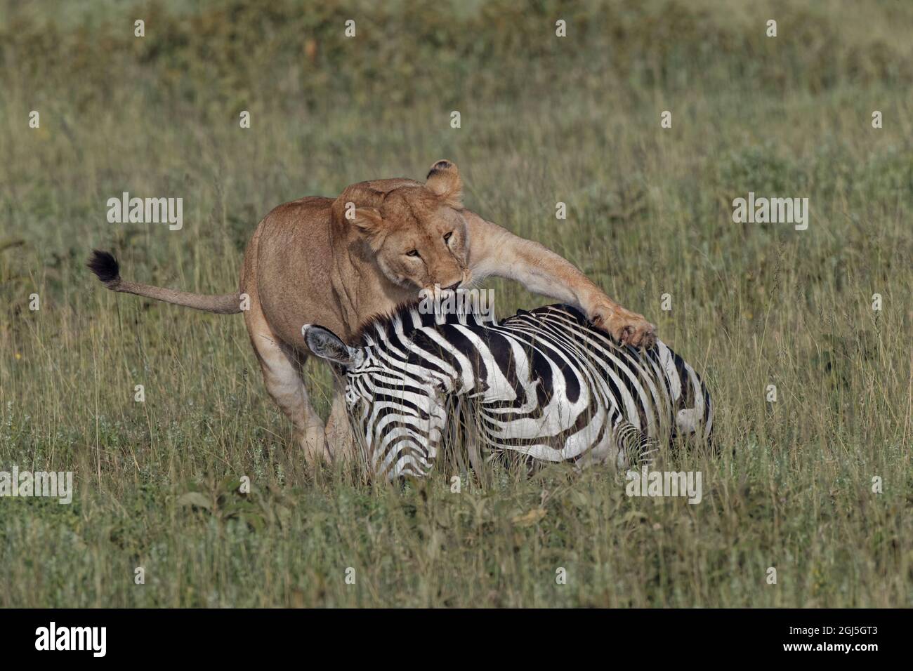 La leonessa trova una zebra che è morta dando vita Foto Stock