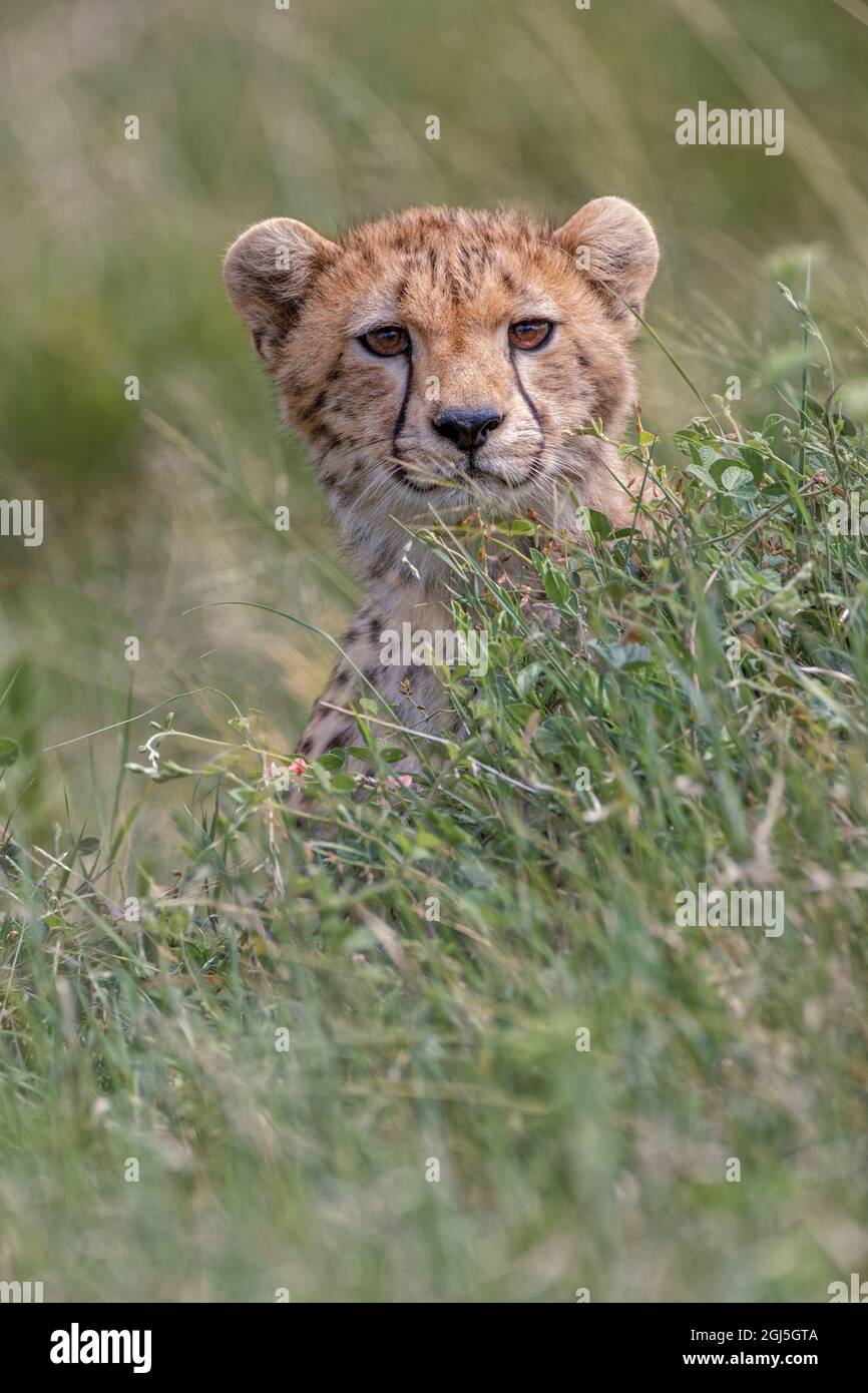 Ghepardo giovanile in erba alta, Parco Nazionale Serengeti, Tanzania, Africa Foto Stock