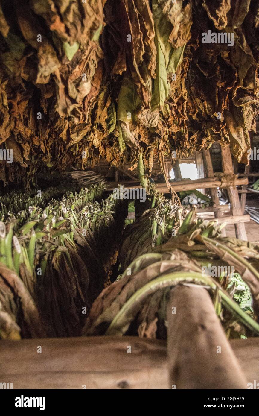 Vista interna di una casa di cura del tabacco Foto Stock