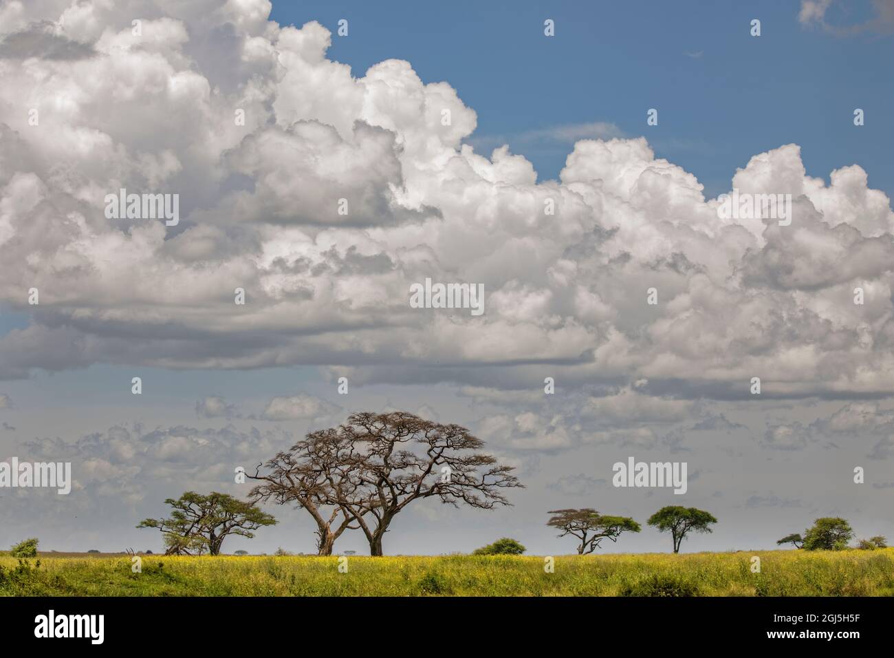 Alberi di acacia sparsi e nuvole lontane, Parco Nazionale Serengeti, Tanzania, Africa Foto Stock