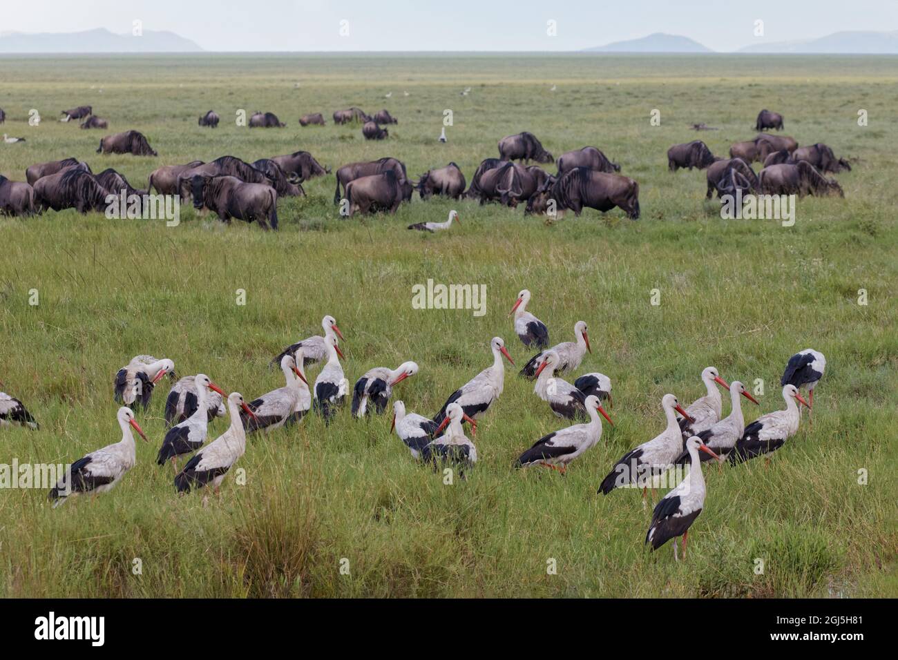 Cicogna bianca, cicogna europea, Parco Nazionale Serengeti, Tanzania, Africa Foto Stock