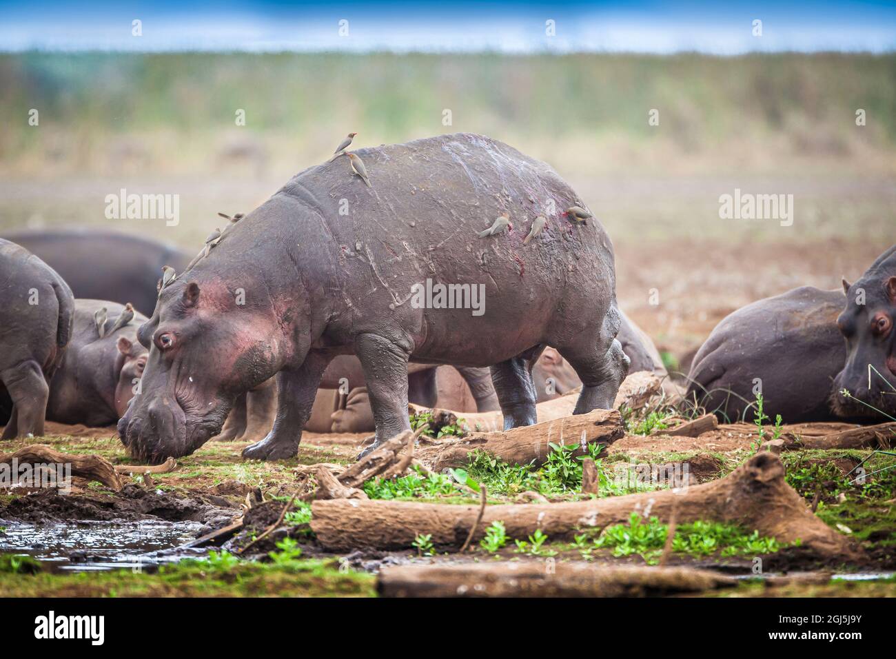 Tra una mandria di ippopotami in Tanzania, una sola è stata tagliata e scarlata da altri. Foto Stock