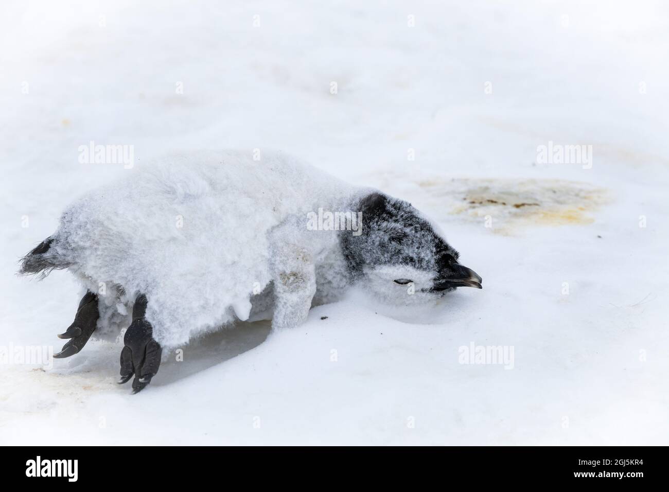 Snow Hill Island, Antartide. Il pulcino pinguino dell'imperatore muore di ipotermia a temperature inferiori allo zero. Foto Stock