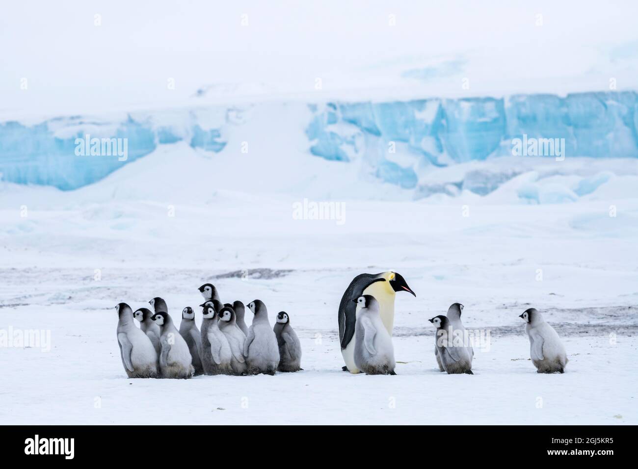 Snow Hill Island, Antartide. Pinguino imperatore adulto babysitting un creches di pulcini avventurosi. Foto Stock