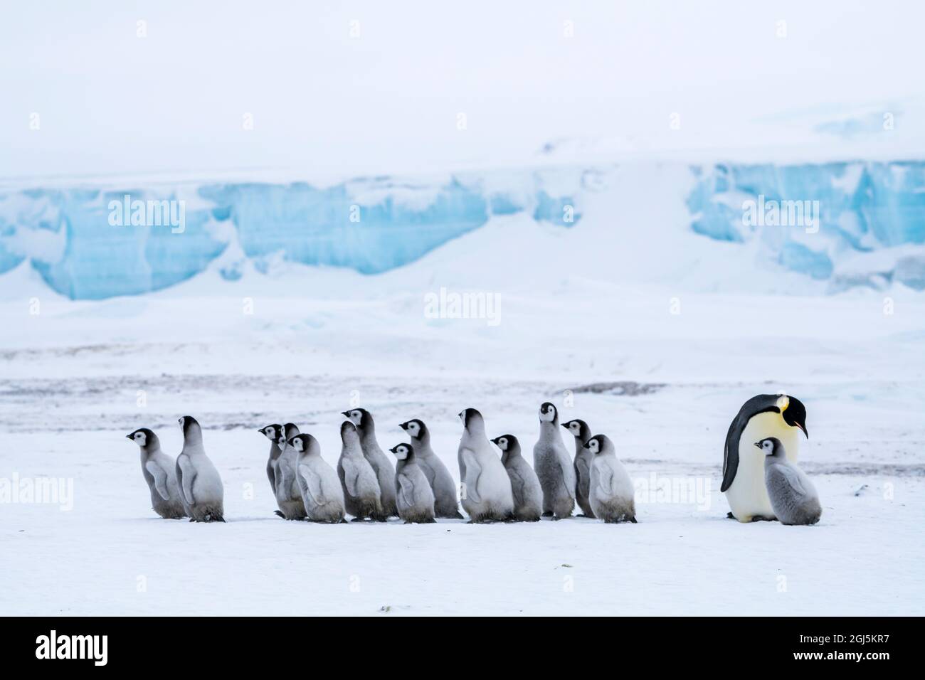 Snow Hill Island, Antartide. Pinguino imperatore adulto babysitting un creches di pulcini avventurosi. Foto Stock