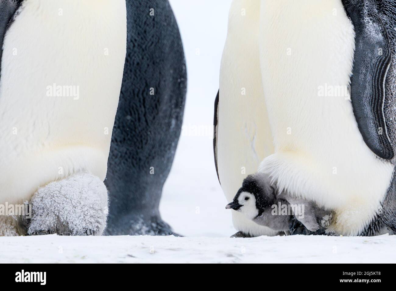 Snow Hill Island, Antartide. I pulcini pinguini dell'imperatore si infilano sotto la tasca della covata del genitore durante la tempesta. Foto Stock