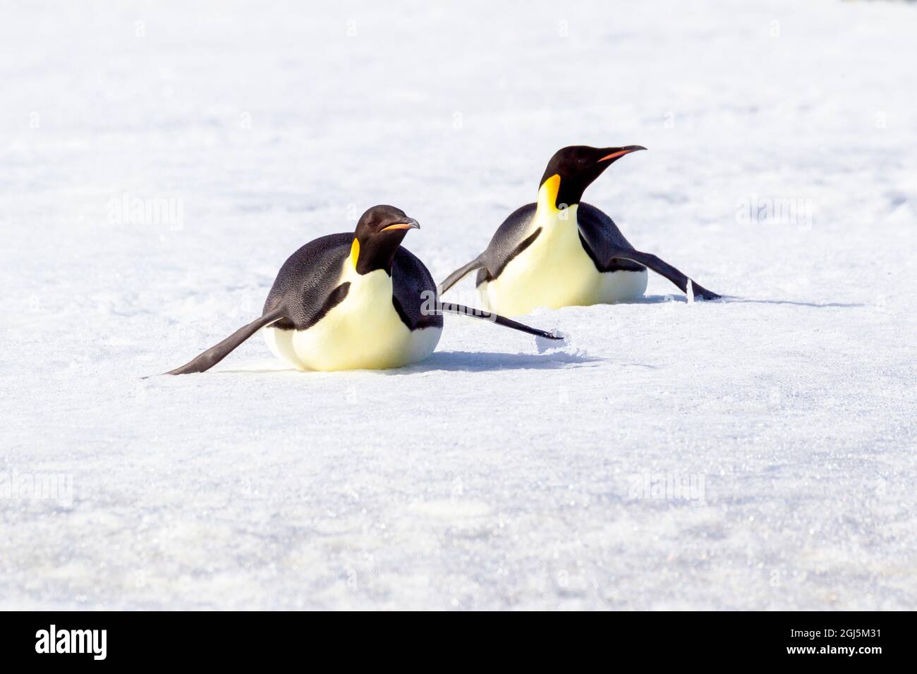 Antartide, Snow Hill. Due pinguini dell'imperatore tornano al rookery sulle loro campanelle per conservare l'energia. Foto Stock