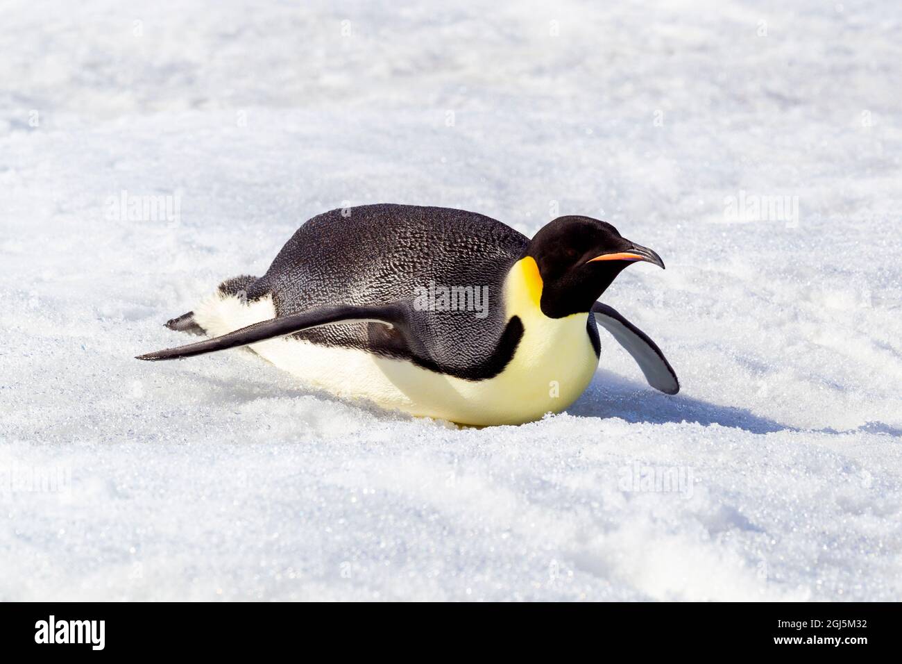 Antartide, Snow Hill. Un pinguino imperatore si spinge sul ventre con i piedi per risparmiare energia. Foto Stock