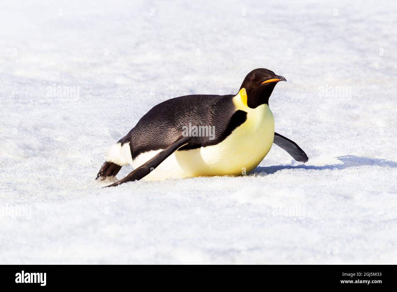 Antartide, Snow Hill. Un pinguino imperatore si spinge sul ventre con i piedi per risparmiare energia. Foto Stock