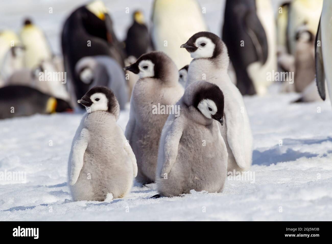 Antartide, Snow Hill. Un gruppo di pinguini dell'imperatore puleggia insieme mentre sbattono le loro ali. Foto Stock