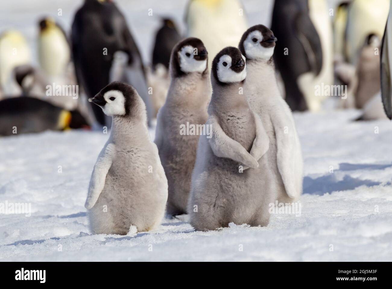 Antartide, Snow Hill. Un gruppo di pinguini dell'imperatore puleggia insieme mentre sbattono le loro ali. Foto Stock
