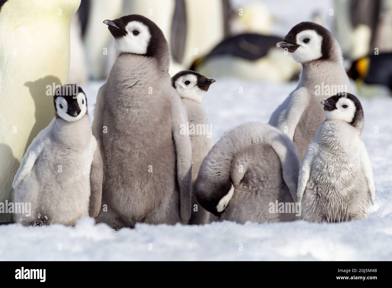 Antartide, Snow Hill. Un gruppo di pinguini imperatore pulcini insieme che enfatizza le differenze di dimensioni. Foto Stock