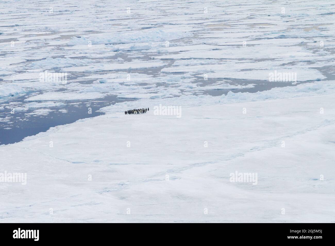 Antartide, Snow Hill. Un gruppo di pinguini dell'imperatore si accovacciano sul bordo del ghiaccio del pacco, in attesa di entrare in mare. Foto Stock