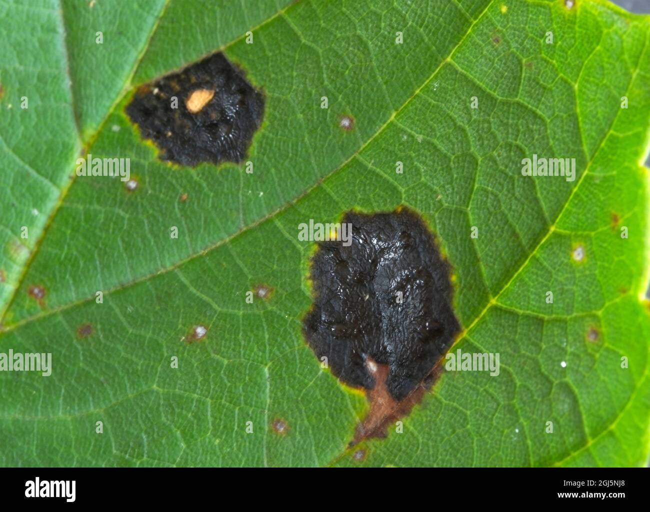 Acer Tar-spot è un fungo comune di Ascomycota trovato sulle foglie degli alberi di Sycamore. Sono più prominenti a fine estate prima che le foglie comincino a cadere Foto Stock