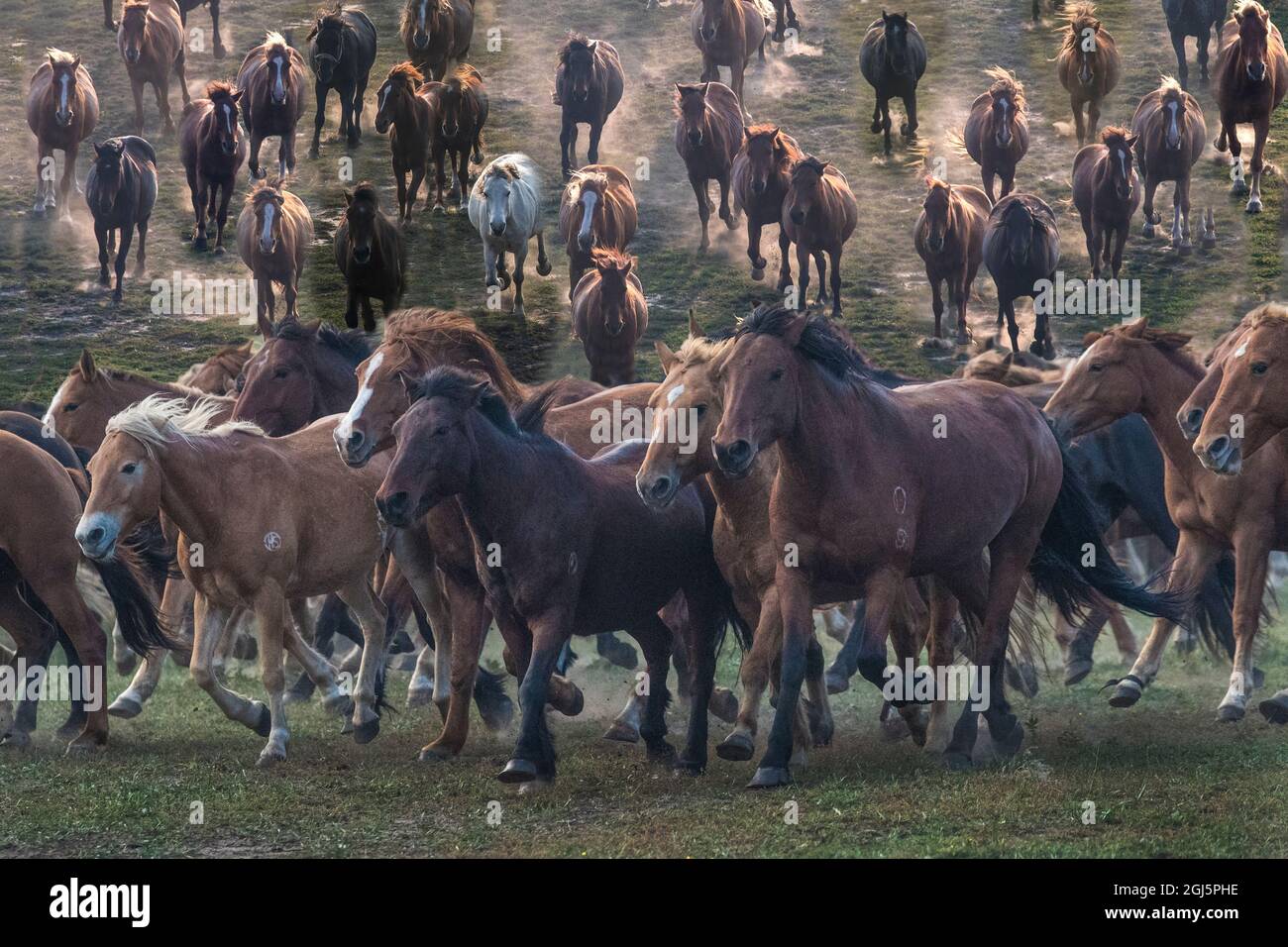 Asia, Cina. Mandria di cavalli in esecuzione. Foto Stock