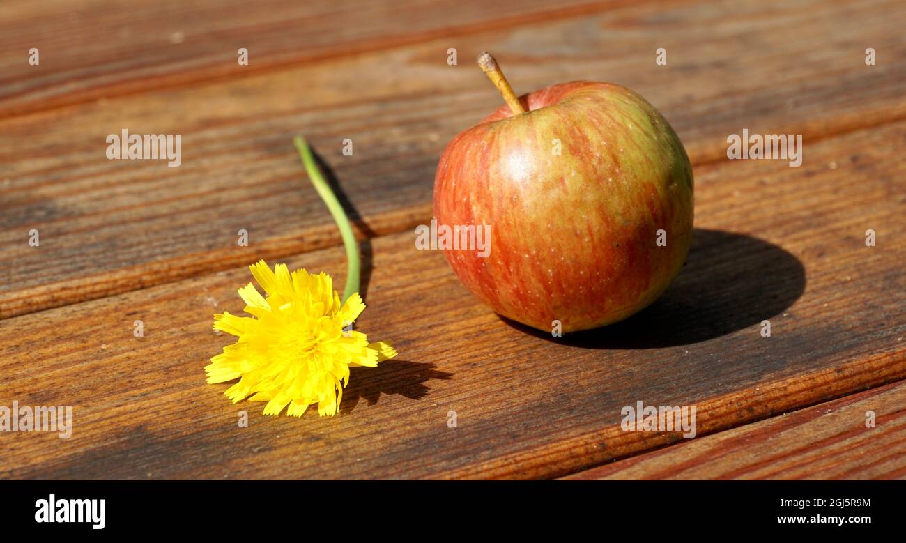 Sfondi autunnali con foglie e mele colorate su un tavolo wodden Foto Stock