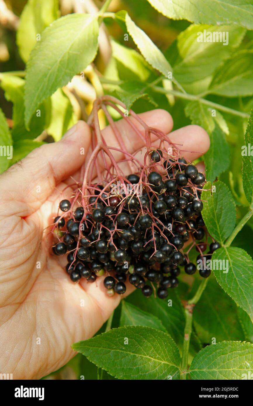 Elsambuchi. Sambucus nigra. Foto Stock