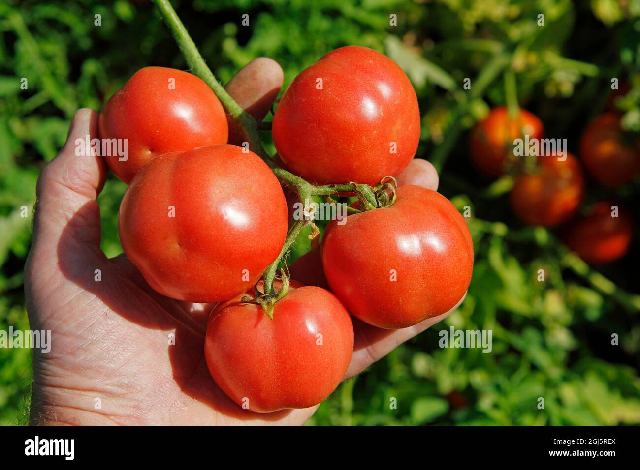 La raccolta di pomodori. Foto Stock