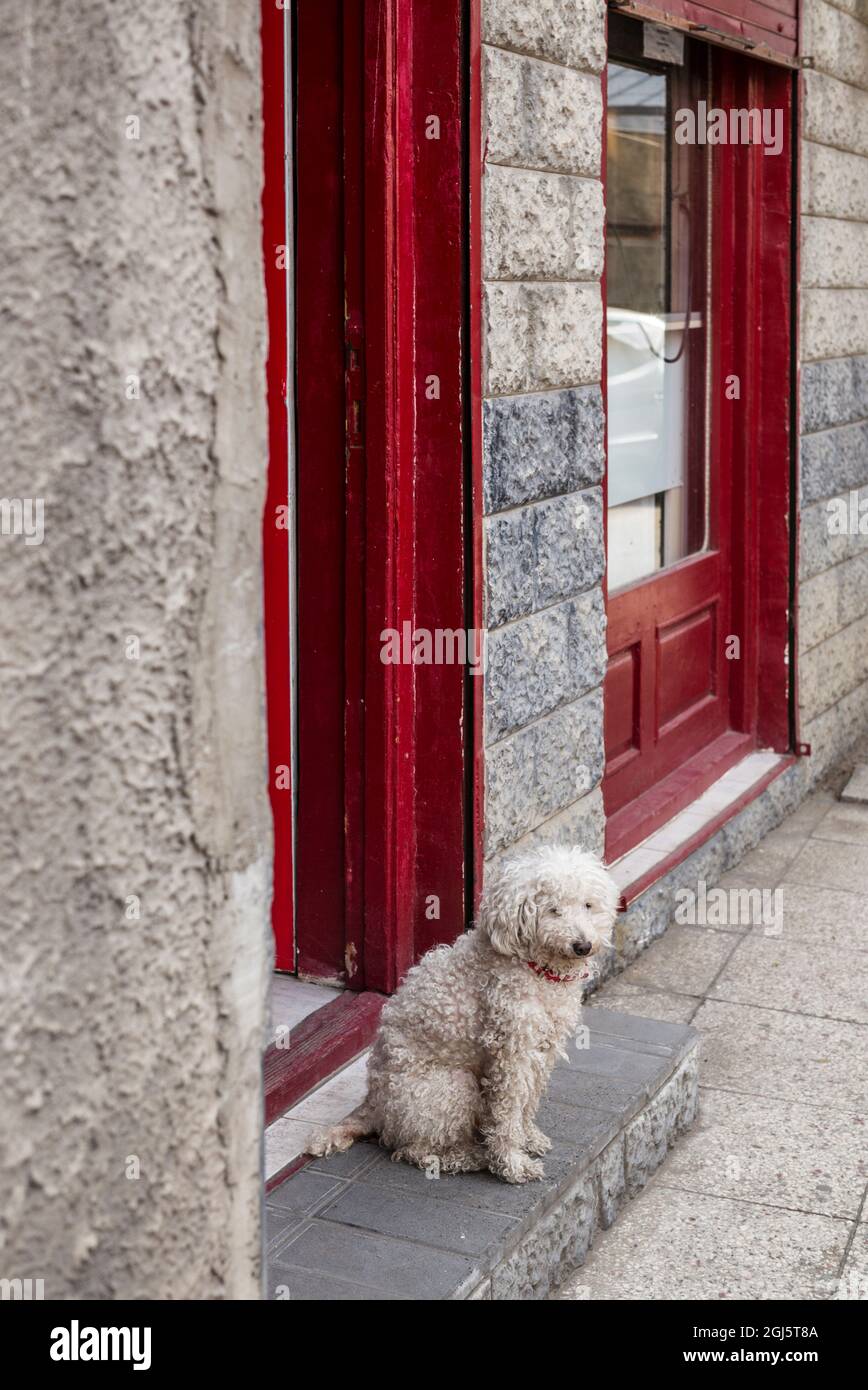 Georgia, Tbilisi. Città vecchia, cane soffice. Foto Stock