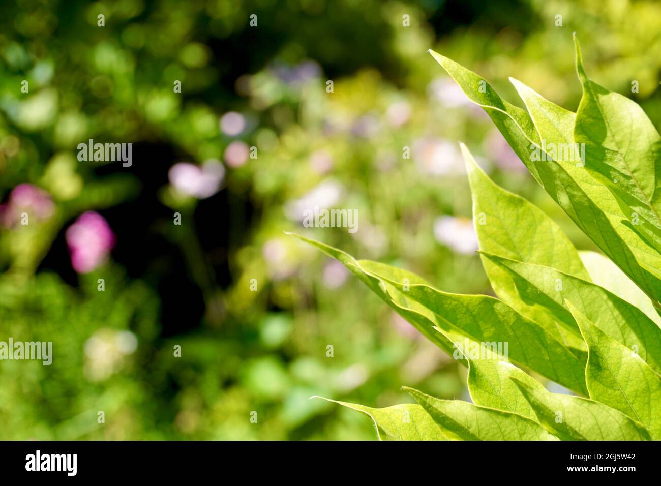 Beautifull primo piano di foglie verdi girate verso lo sfondo del sole Foto Stock